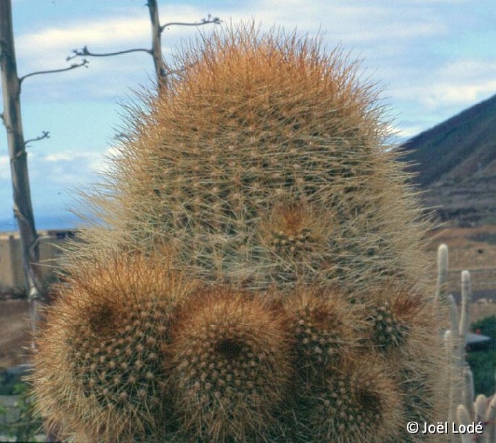 Lobivia formosa v. korethroides JLcoll.2459 ex JFR67 (Argentina)